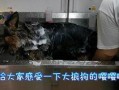 狼狗最新爆料视频播放网站,揭秘热门视频网站幕后真相