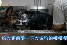 狼狗最新爆料视频播放网站,揭秘热门视频网站幕后真相